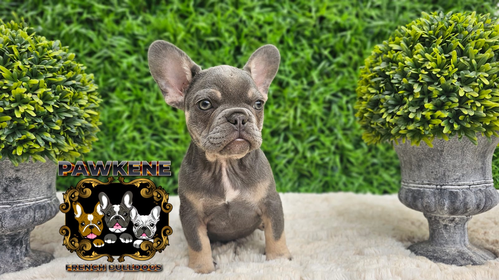 Image of french male bulldog 2